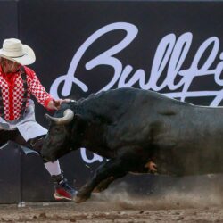A man in a red shirt with a red bandana in his pocket runs from a charging bull