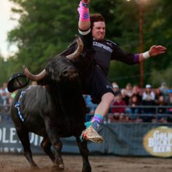 A man falls off of a running bull